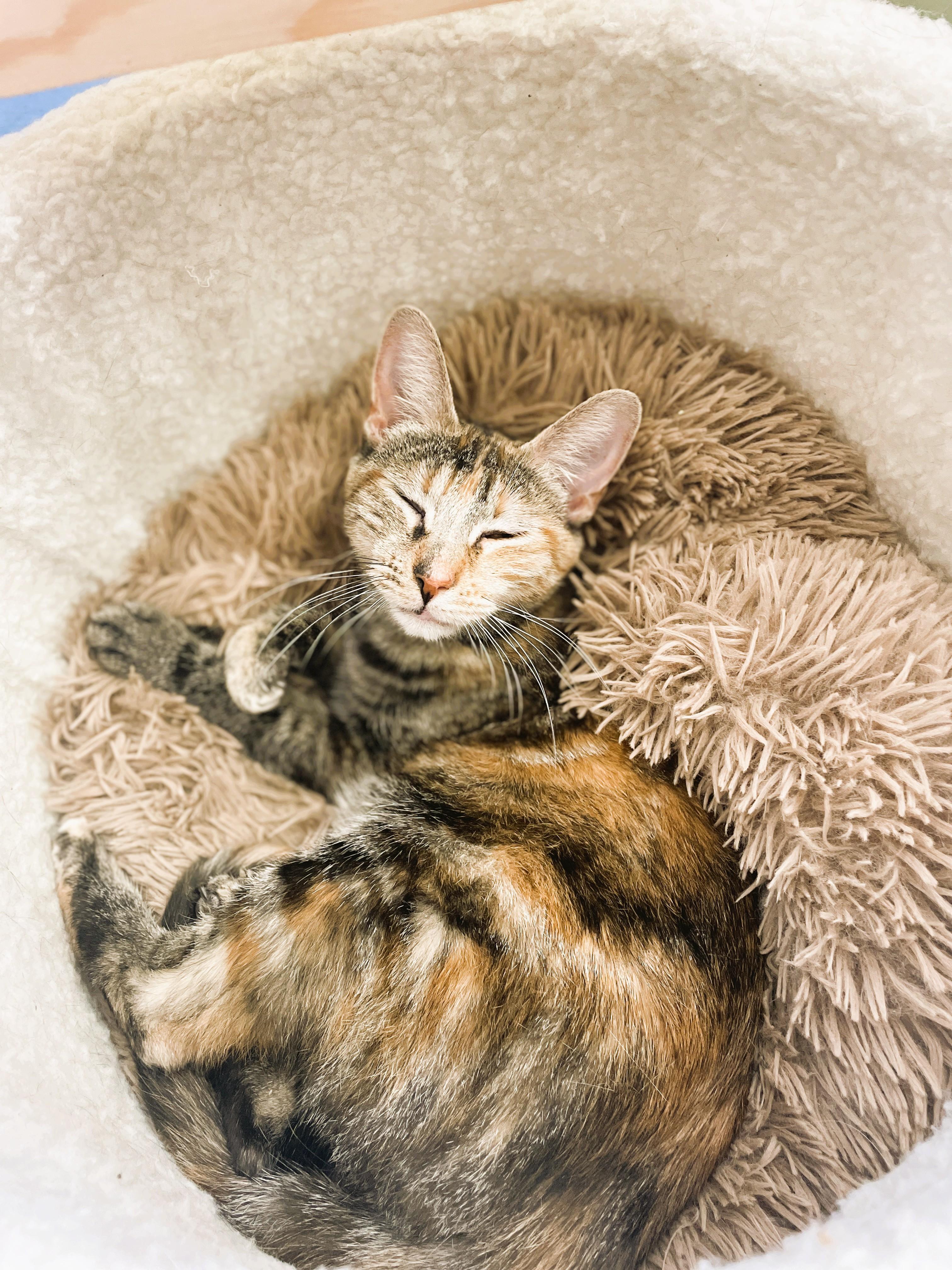 Ronnie, a Adoptable Domestic Short Hair in South Ozone Park, NY image 3/6