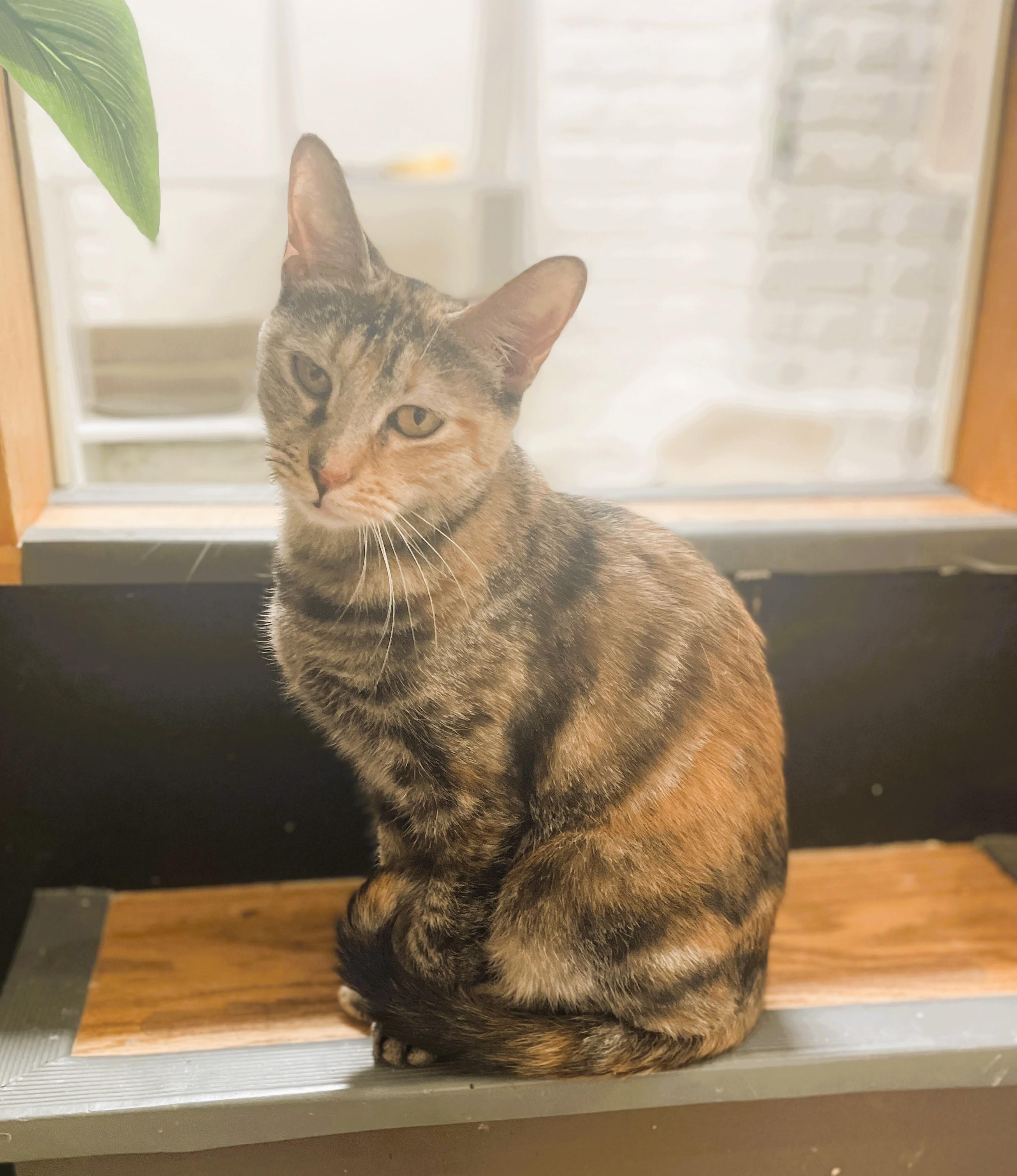 Ronnie, Adoptable, Young Female Domestic Short Hair.