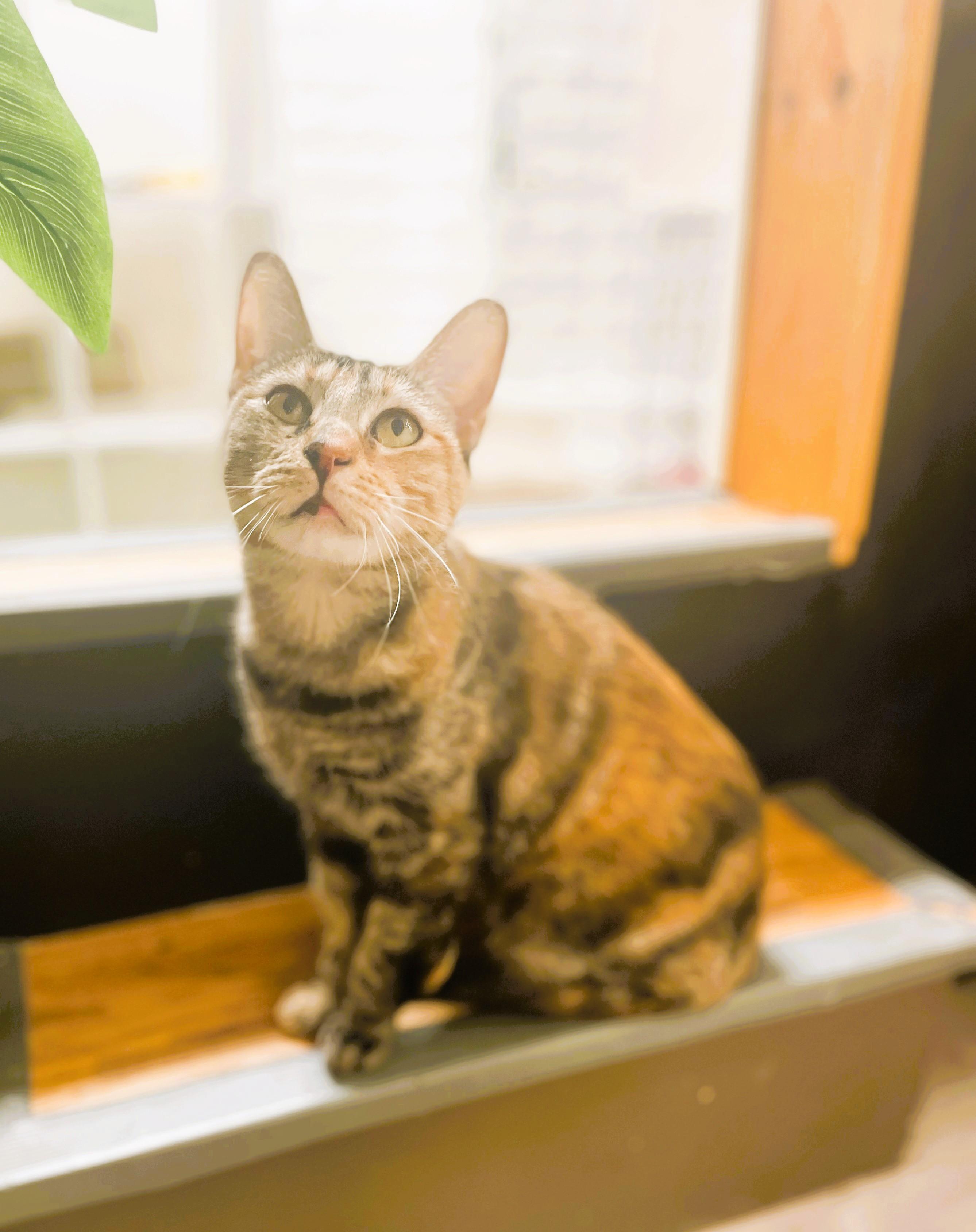 Ronnie, a Adoptable Domestic Short Hair in South Ozone Park, NY image 4/6