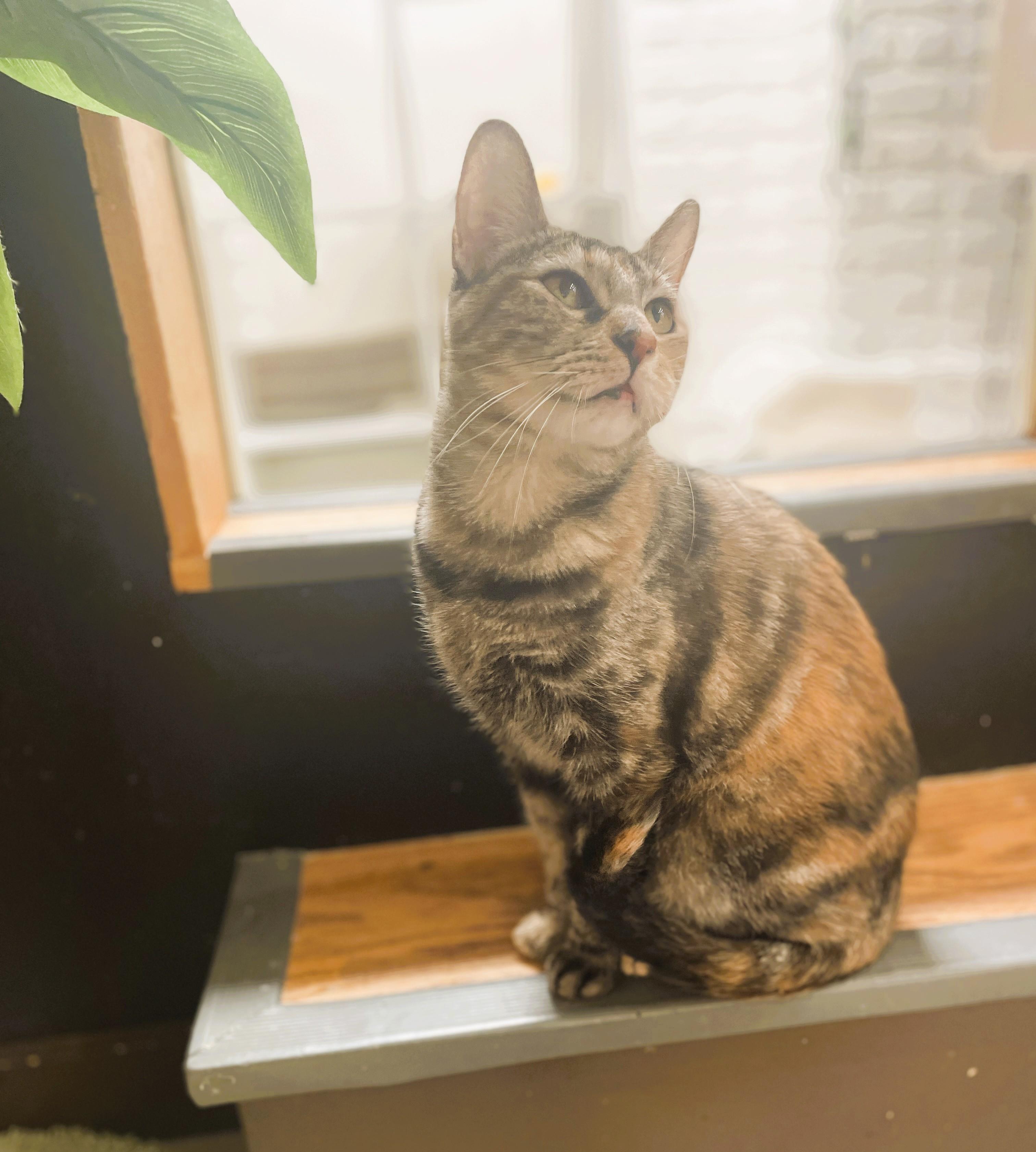 Ronnie, a Adoptable Domestic Short Hair in South Ozone Park, NY image 5/6