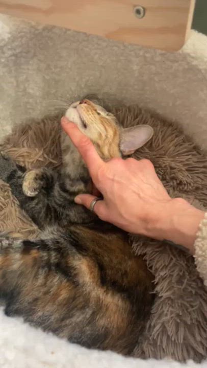 Enlarge Ronnie, a Adoptable Domestic Short Hair in South Ozone Park, NY video 2/6