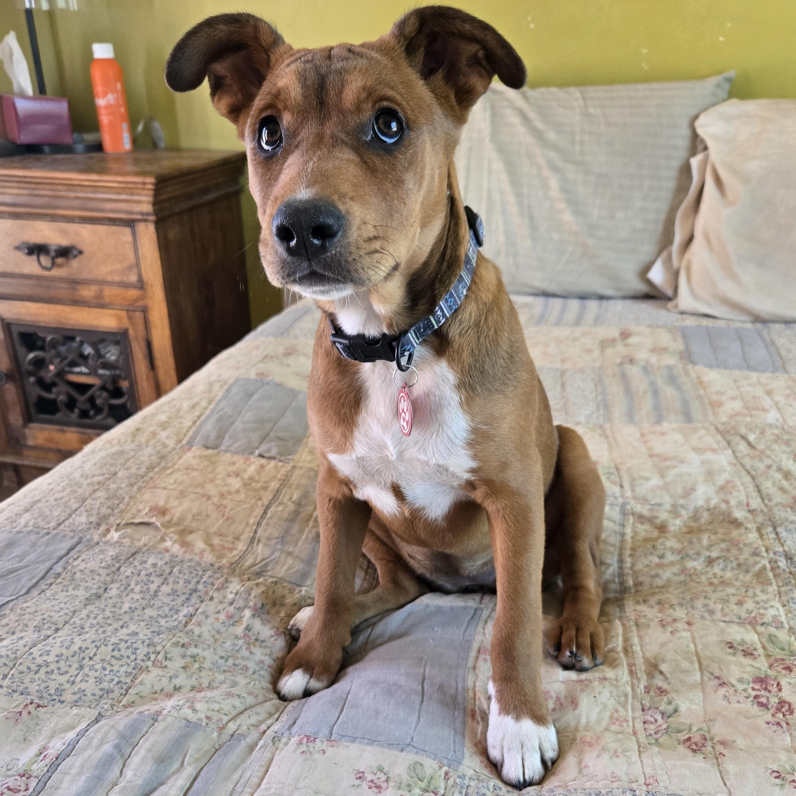 Enlarge Aurora, a Adoptable mixed breed in Oracle, AZ image 1/3