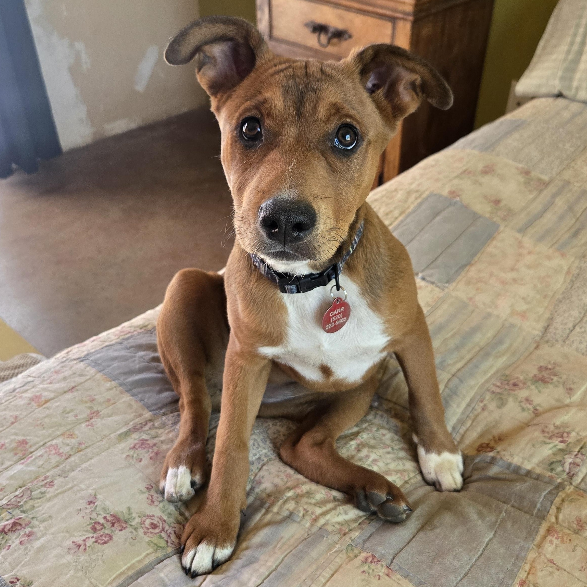 Enlarge Aurora, a Adoptable mixed breed in Oracle, AZ image 2/3