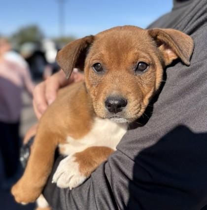 Aurora, Adoptable, Puppy Female Cattle Dog & Mixed Breed.