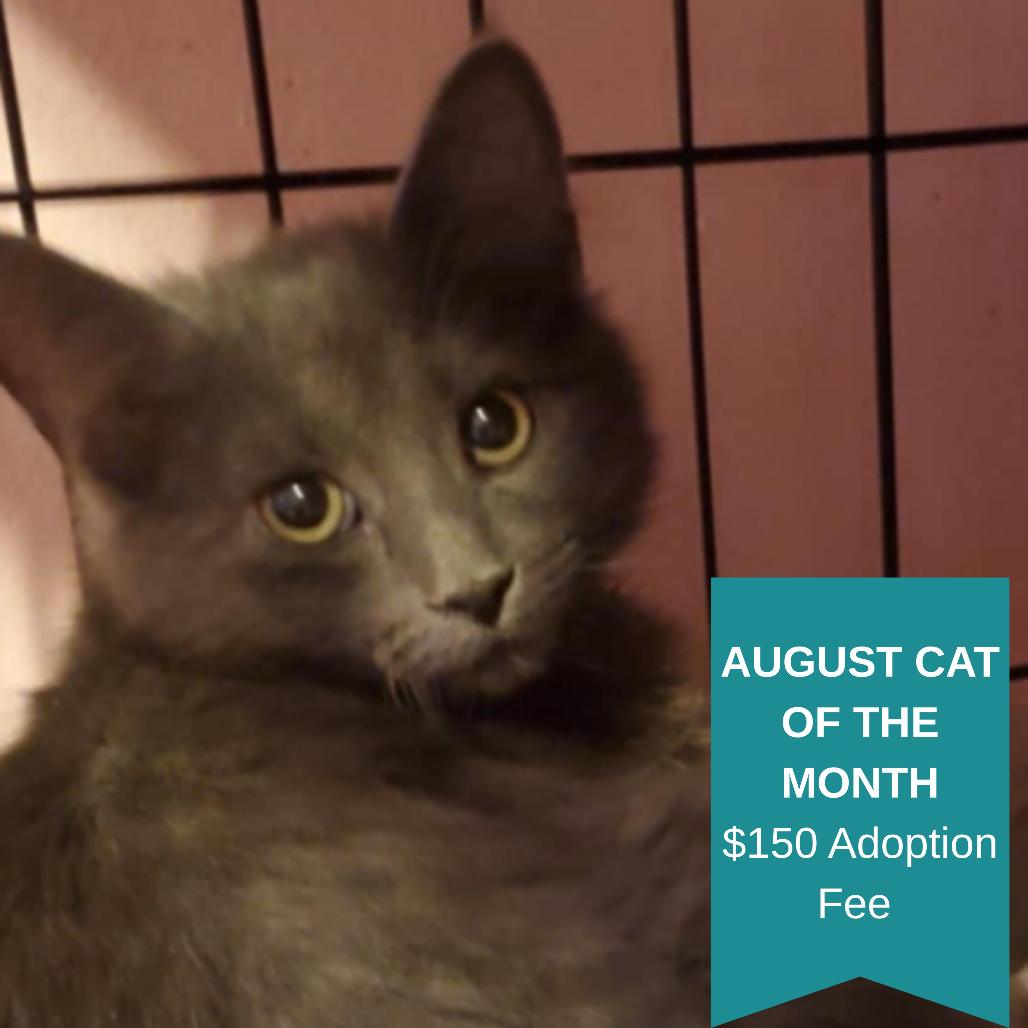 Bianca BelAir, a Adoptable Domestic Long Hair in Inver Grove Heights, MN image 1/2