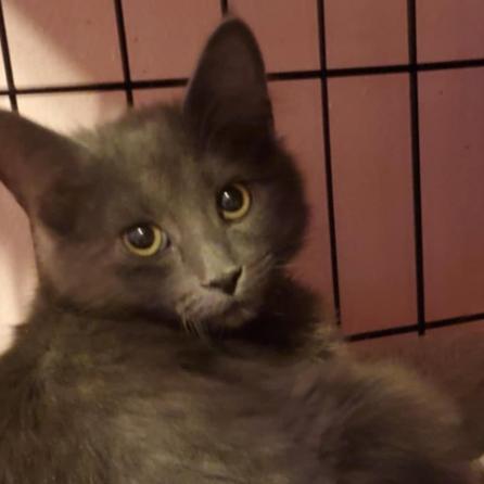 Enlarge Bianca BelAir, a Adoptable Domestic Long Hair in Saint Paul, MN image 1/1