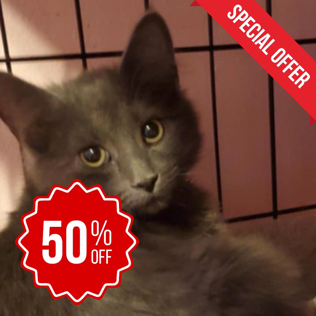 Bianca BelAir, a Adoptable Domestic Long Hair in Inver Grove Heights, MN image 2/2