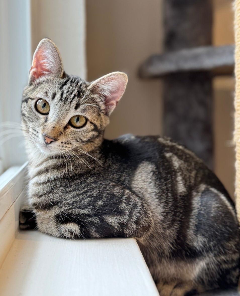 Leia, Adoptable, Kitten Female Domestic Short Hair & Tabby.