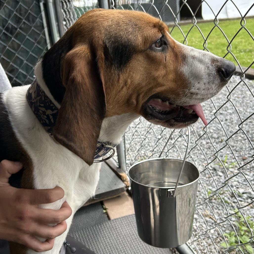 Eleanor, Adoptable, Young Female Treeing Walker Coonhound.