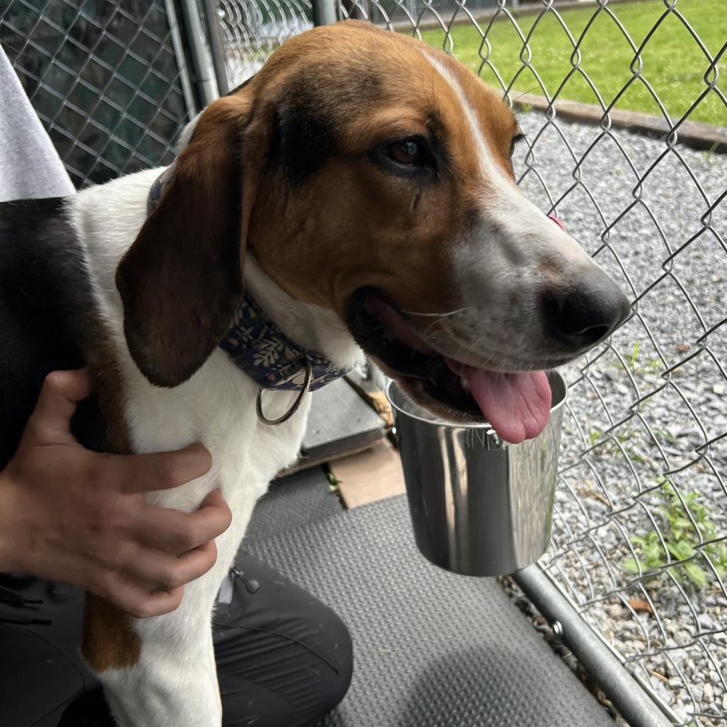Eleanor, a Adoptable Treeing Walker Coonhound in Waynesville, NC image 2/6