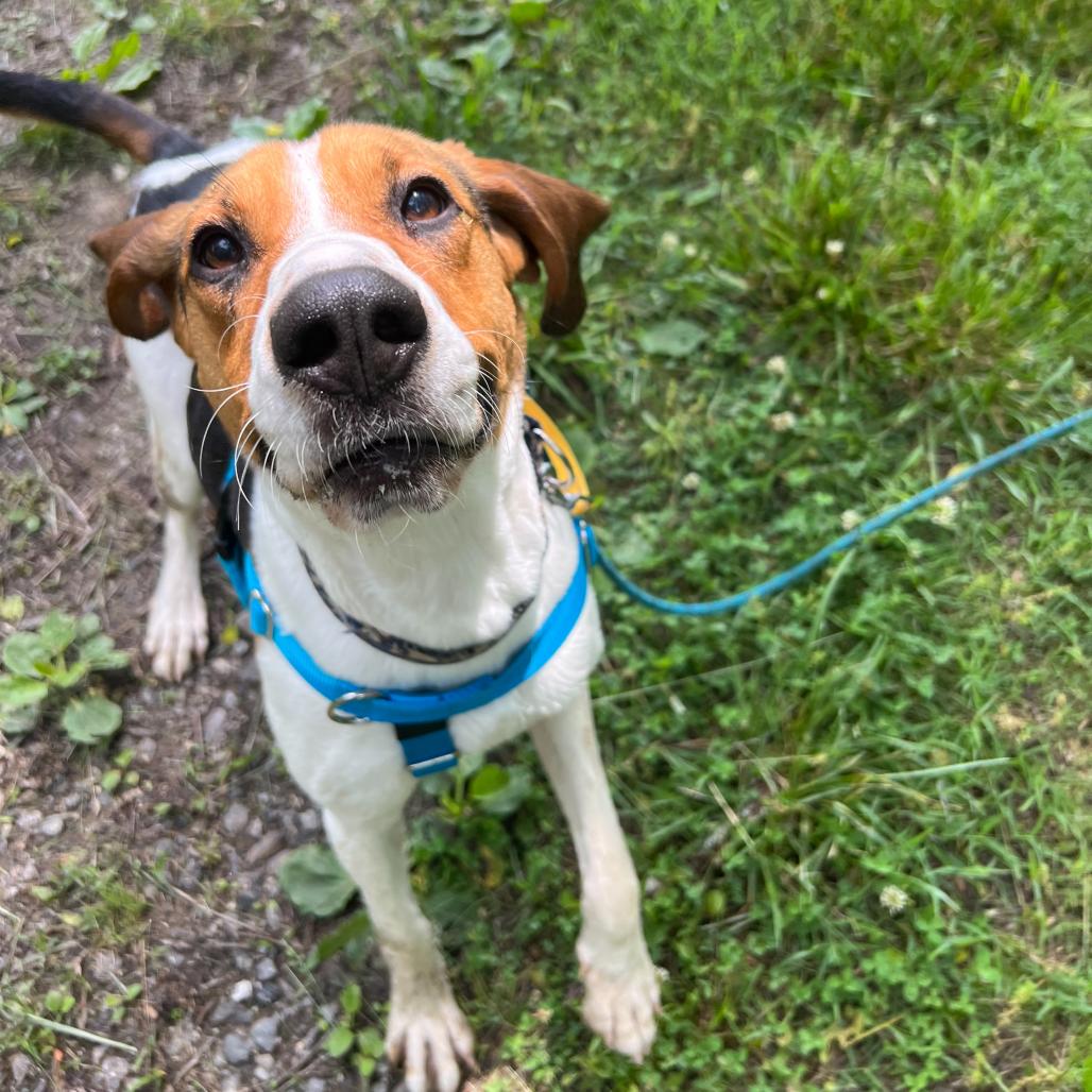 Eleanor, a Adoptable Treeing Walker Coonhound in Waynesville, NC image 3/6