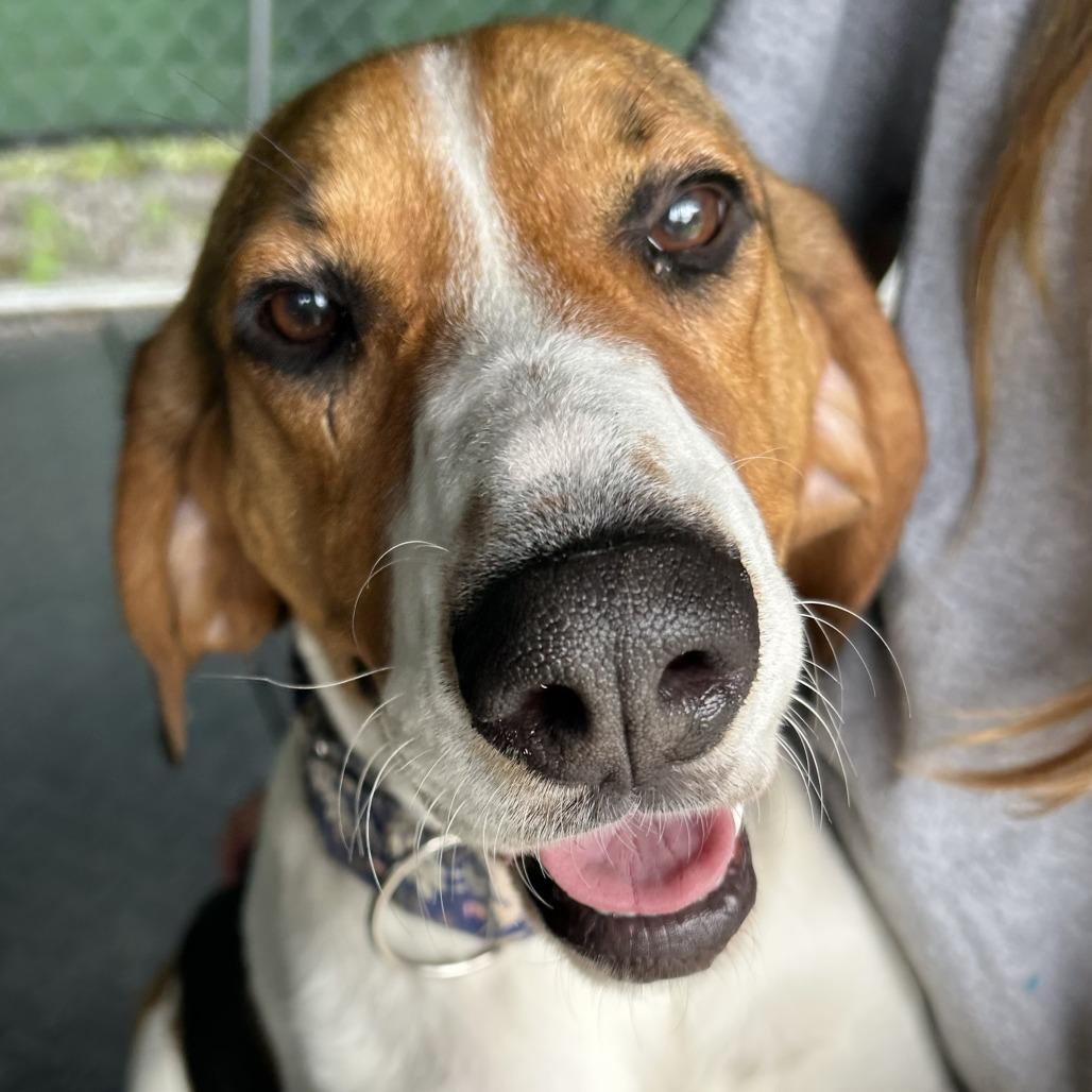 Eleanor, a Adoptable Treeing Walker Coonhound in Waynesville, NC image 4/6