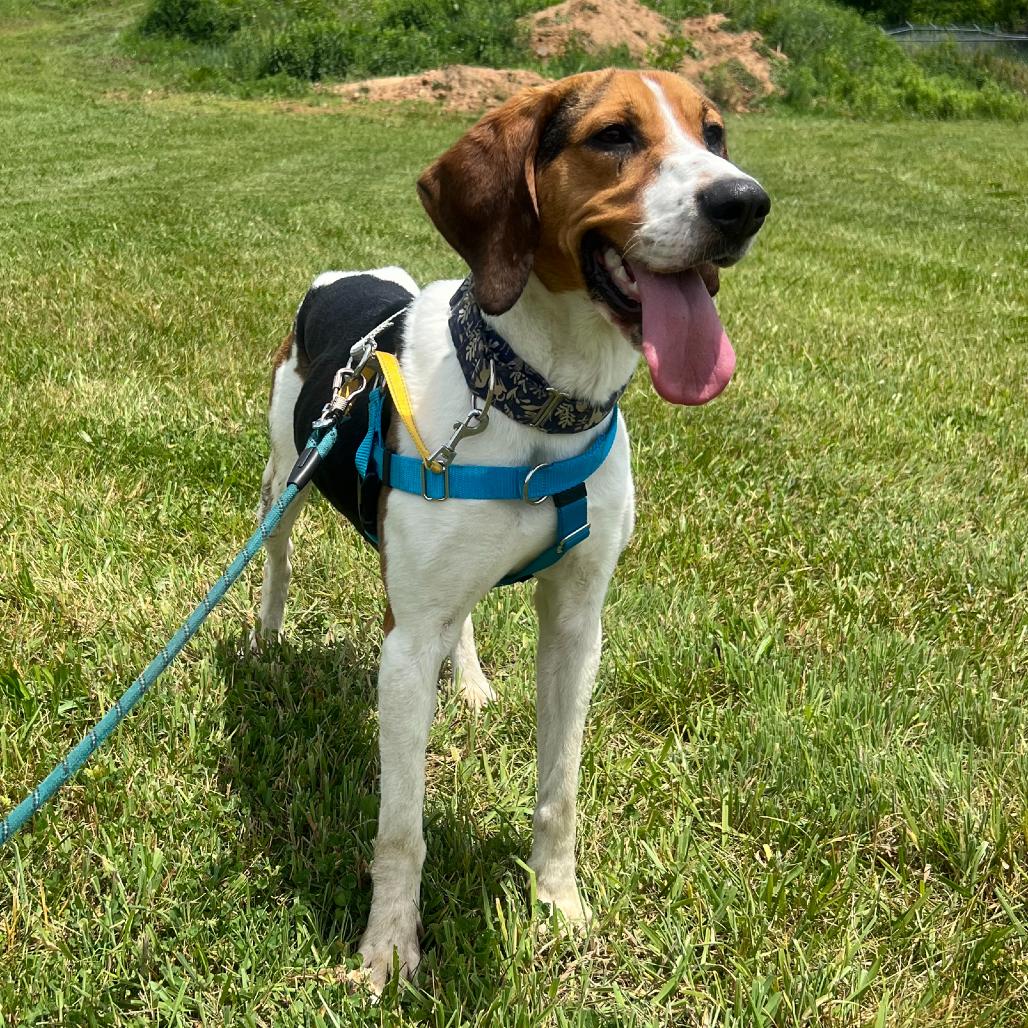 Eleanor, a Adoptable Treeing Walker Coonhound in Waynesville, NC image 5/6