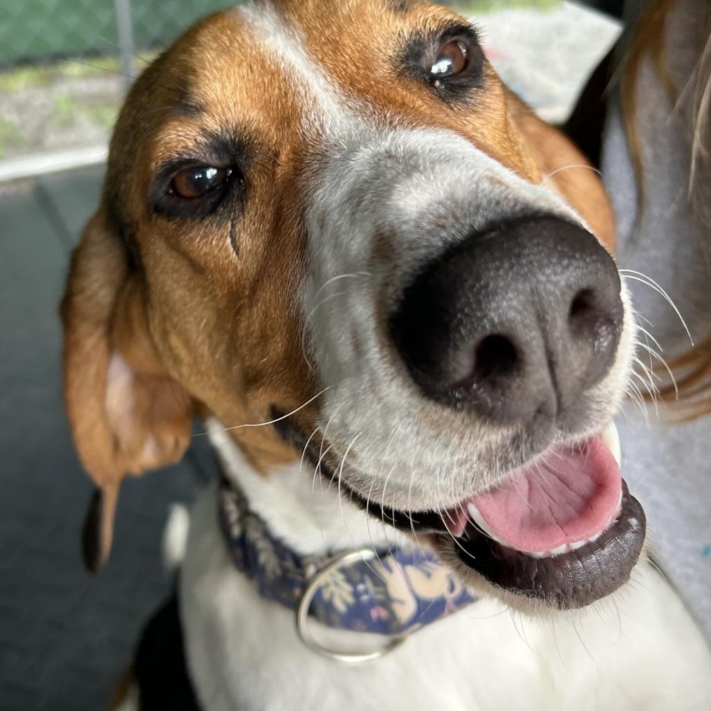 Eleanor, a Adoptable Treeing Walker Coonhound in Waynesville, NC image 6/6