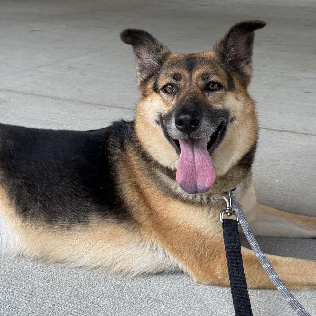 Bean, Adoptable, Adult Female Shepherd.