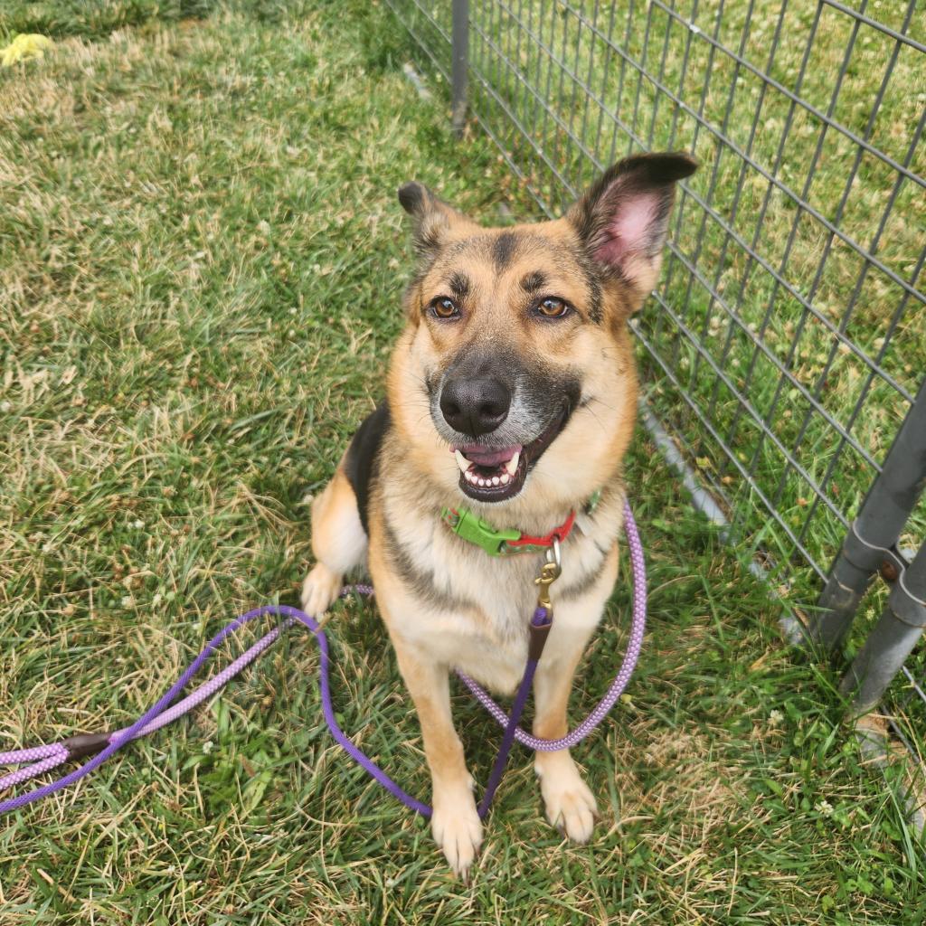 Enlarge Bean, a Adoptable mixed breed in Batavia, OH image 2/5