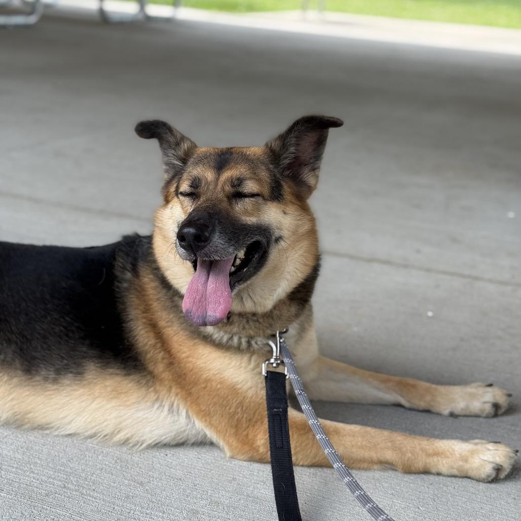 Enlarge Bean, a Adoptable mixed breed in Batavia, OH image 3/5