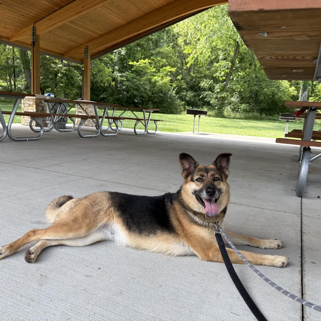 Enlarge Bean, a Adoptable mixed breed in Batavia, OH image 4/5