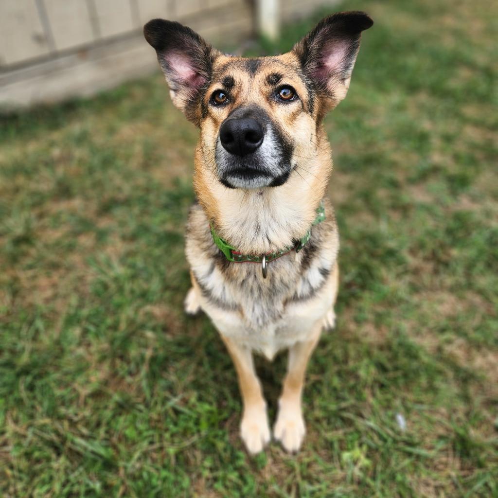 Enlarge Bean, a Adoptable mixed breed in Batavia, OH image 5/5