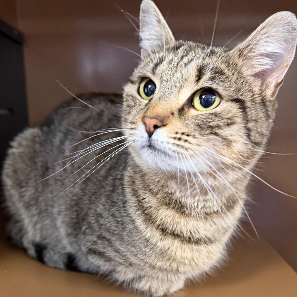 Squirrel, Adoptable, Adult Female Domestic Short Hair.