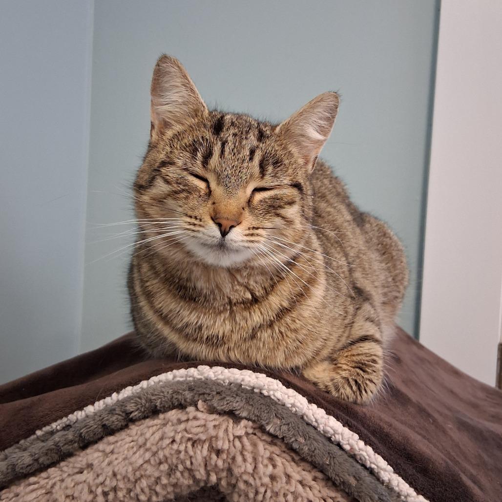 Enlarge Squirrel, a Adoptable Domestic Short Hair in Middlebury, VT image 3/4