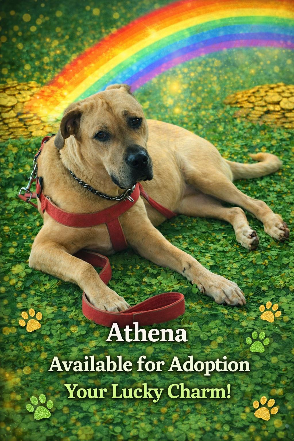 Enlarge Athena , a ADOPTABLE Mastiff in Mauston, WI image 1/3