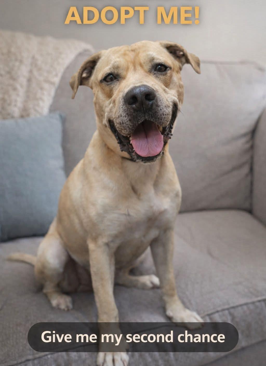 Enlarge Athena , a ADOPTABLE Mastiff in Mauston, WI image 3/3