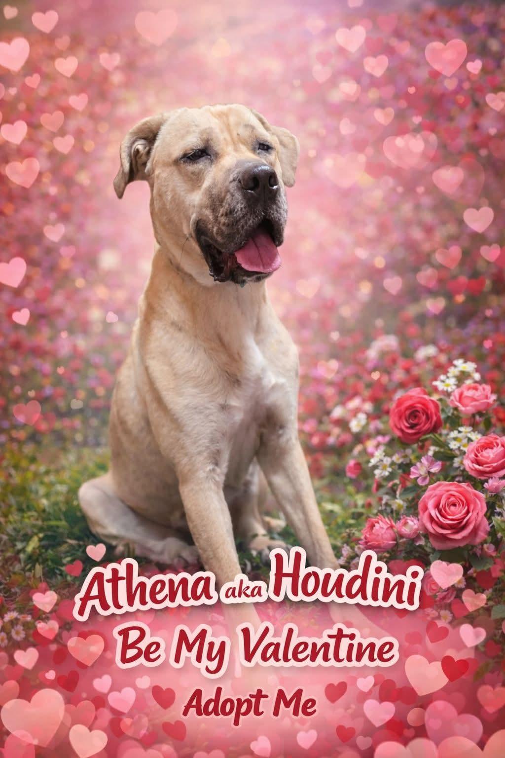 Athena , ADOPTABLE, Young Female Mastiff.