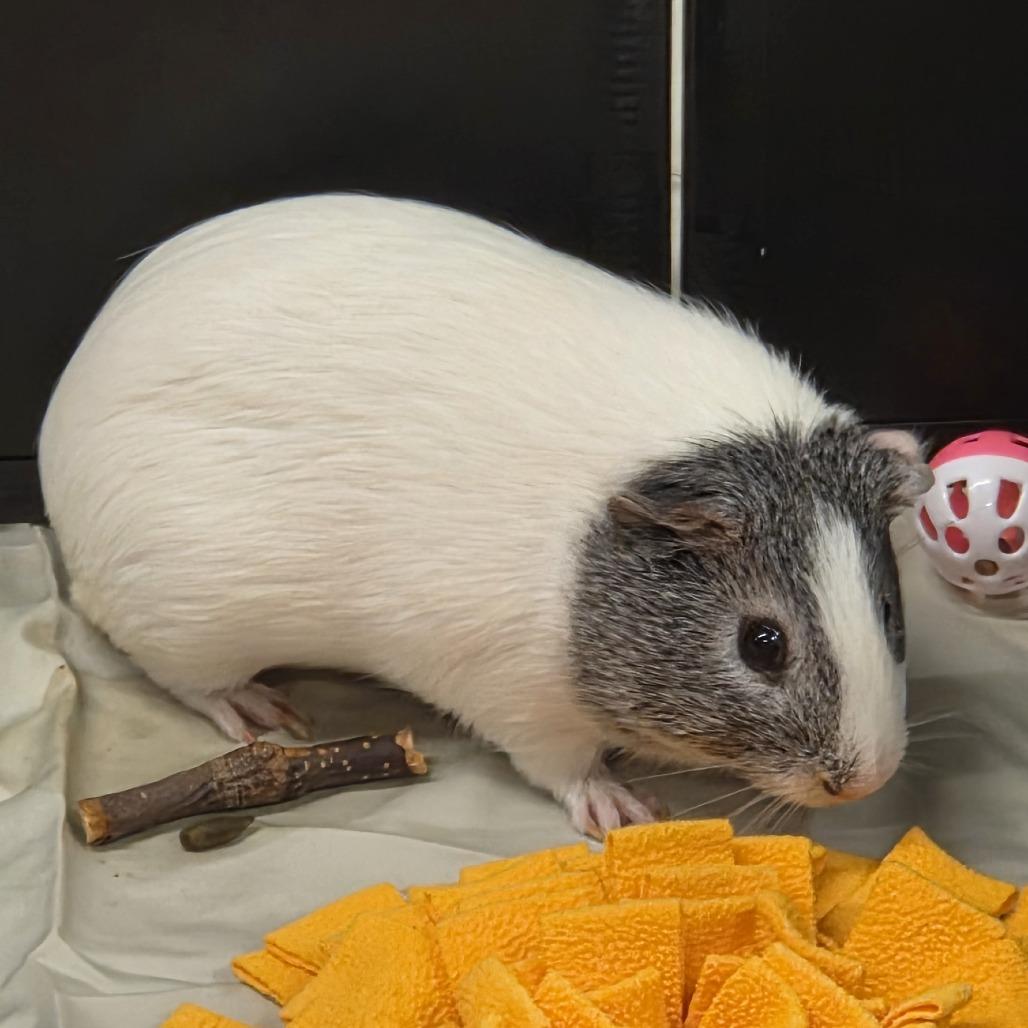 Blanco, Adoptable, Adult Male Guinea Pig.