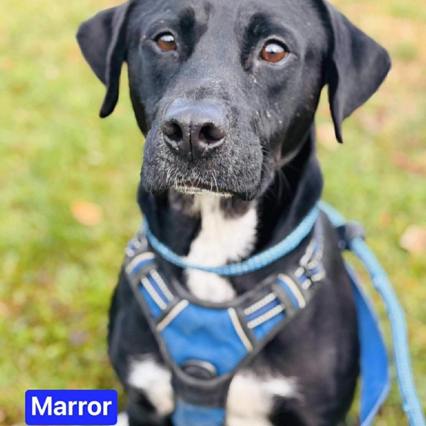 Marror