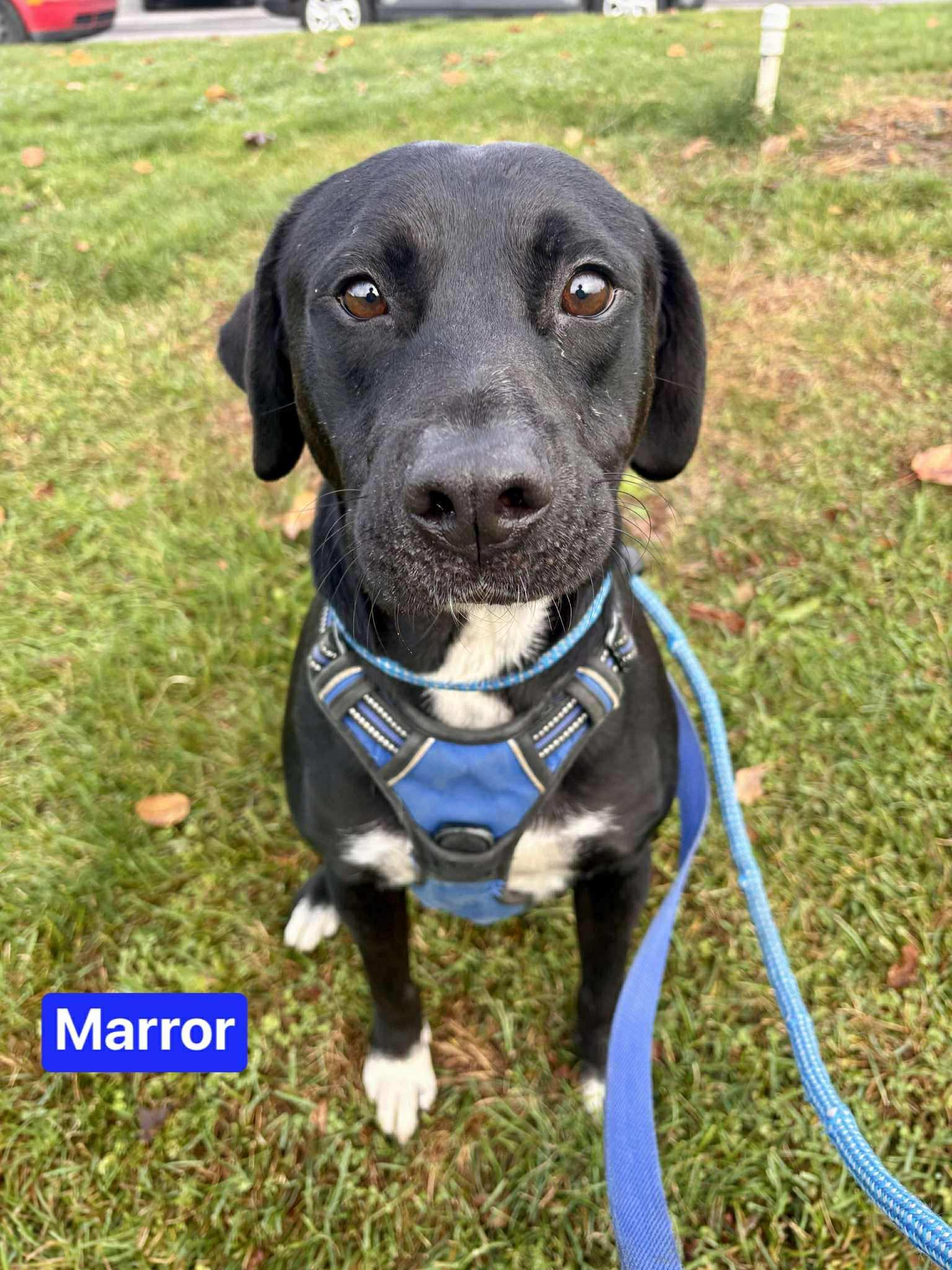 Marror