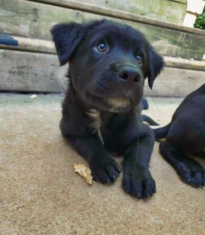 Enlarge Bayou, a Adoptable mixed breed in Wake Forest, NC image 1/6