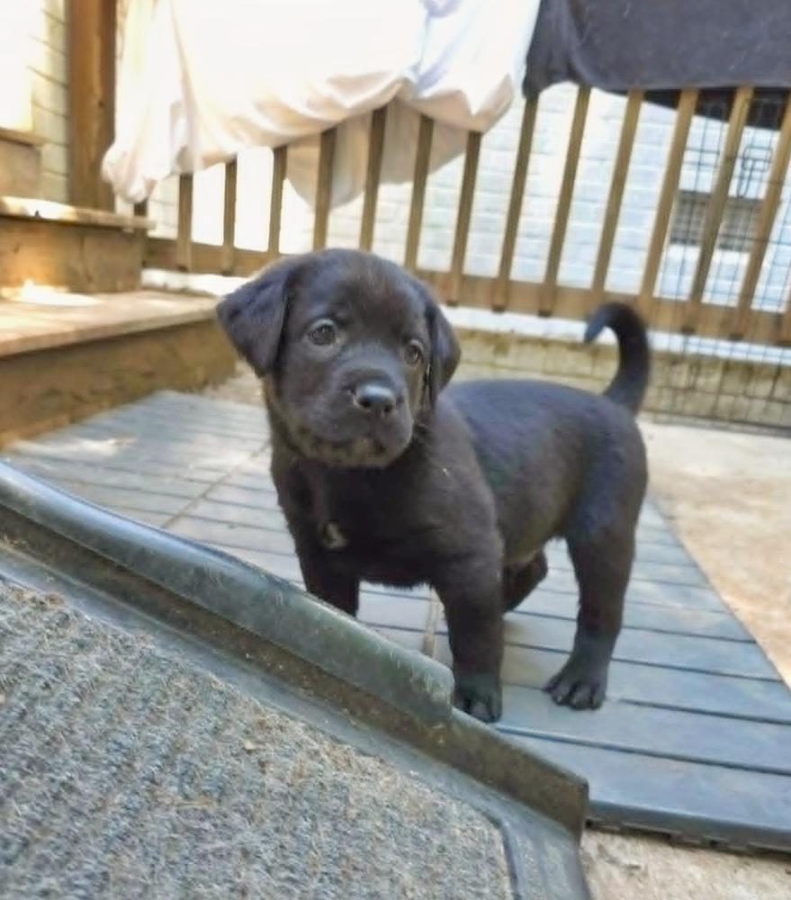 Enlarge Bayou, a Adoptable mixed breed in Wake Forest, NC image 2/6