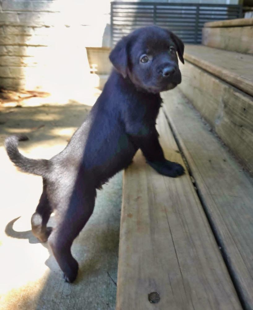 Enlarge Bayou, a Adoptable mixed breed in Wake Forest, NC image 3/6