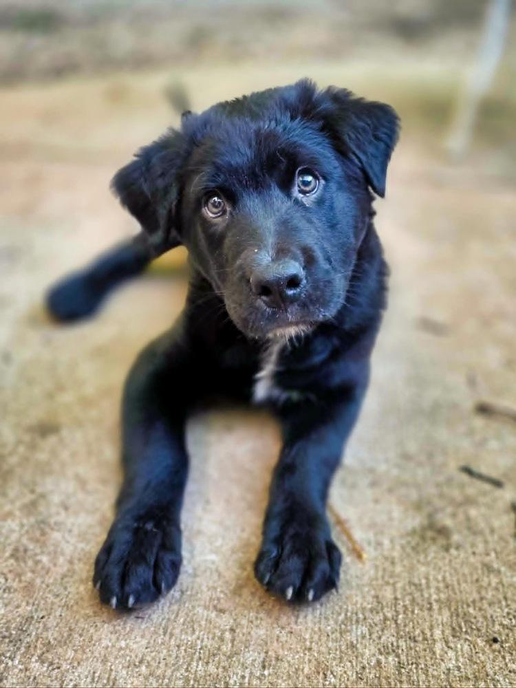 Enlarge Bayou, a Adoptable mixed breed in Wake Forest, NC image 4/6