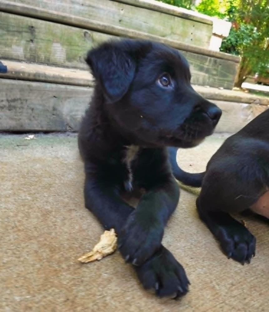 Enlarge Bayou, a Adoptable mixed breed in Wake Forest, NC image 5/6
