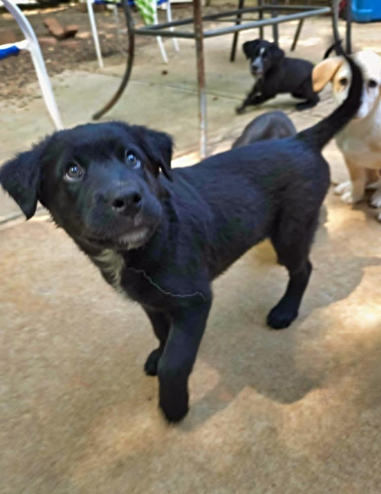 Enlarge Bayou, a Adoptable mixed breed in Wake Forest, NC image 6/6