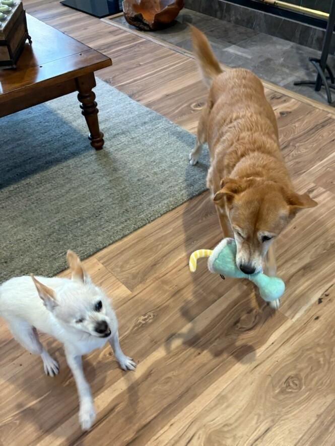 Charlotte thumbnail 2