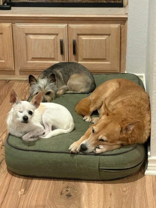 Enlarge Charlotte, a ADOPTABLE mixed breed in Flower Mound, TX image 5/6