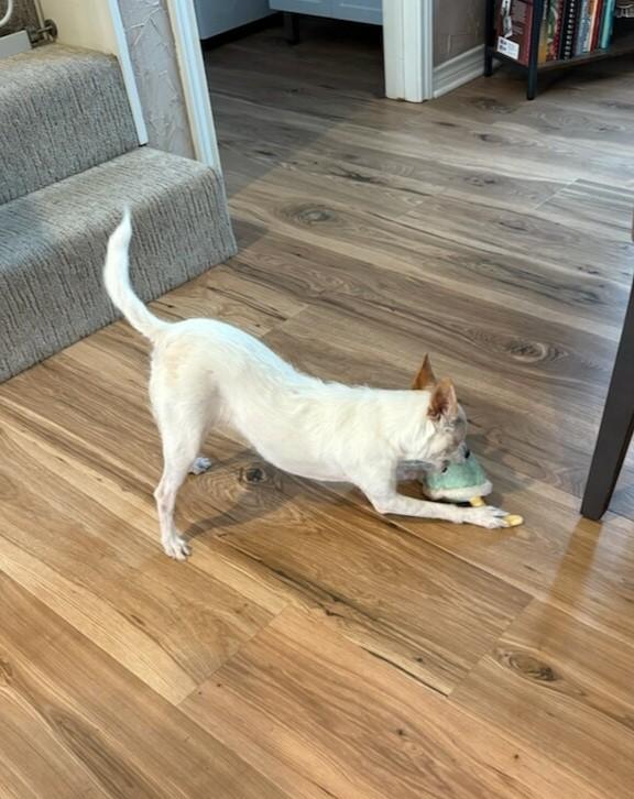 Enlarge Charlotte, a ADOPTABLE mixed breed in Flower Mound, TX image 3/6