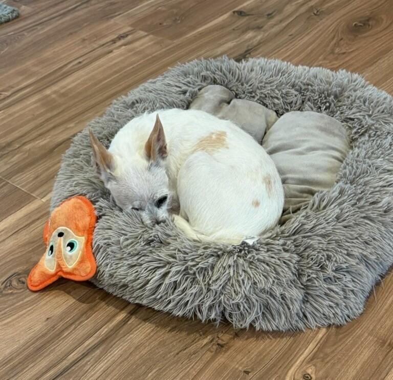 Enlarge Charlotte, a ADOPTABLE mixed breed in Flower Mound, TX image 2/6