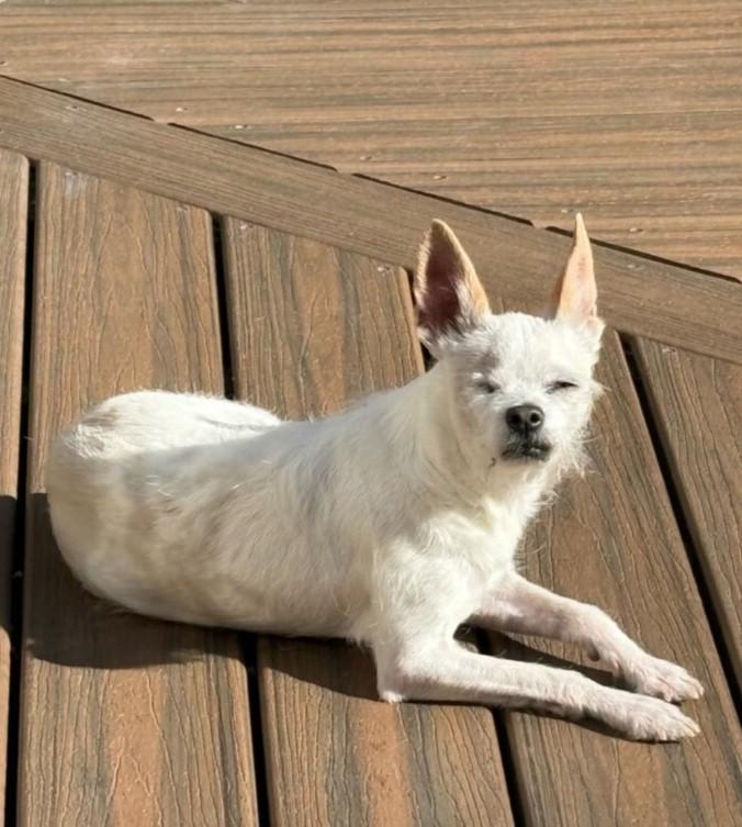 Charlotte, ADOPTABLE, Adult Female Cairn Terrier & Chihuahua.