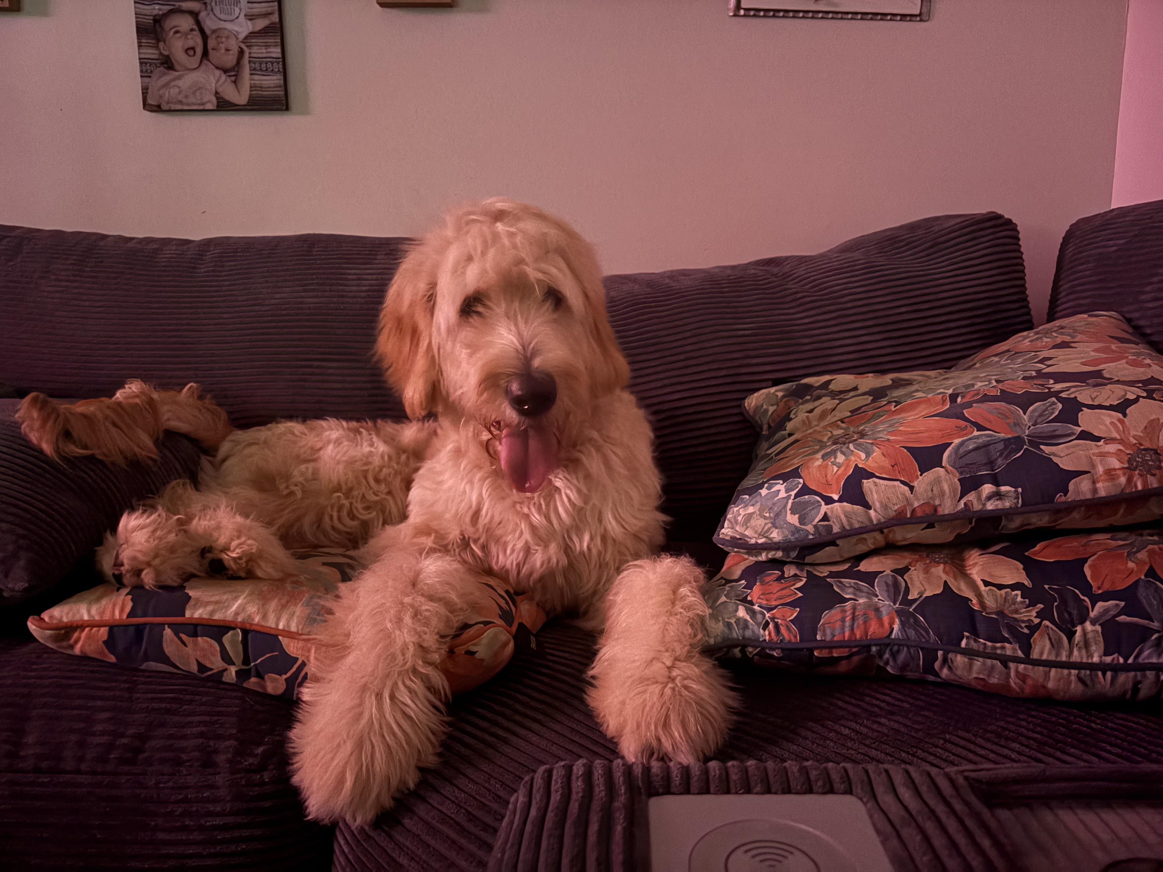 Enlarge Benny, an adopted Goldendoodle in Canal Winchester, OH image 5/5