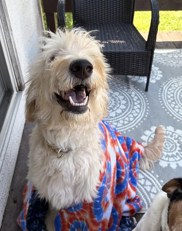Enlarge Benny, an adopted Goldendoodle in Canal Winchester, OH image 3/5