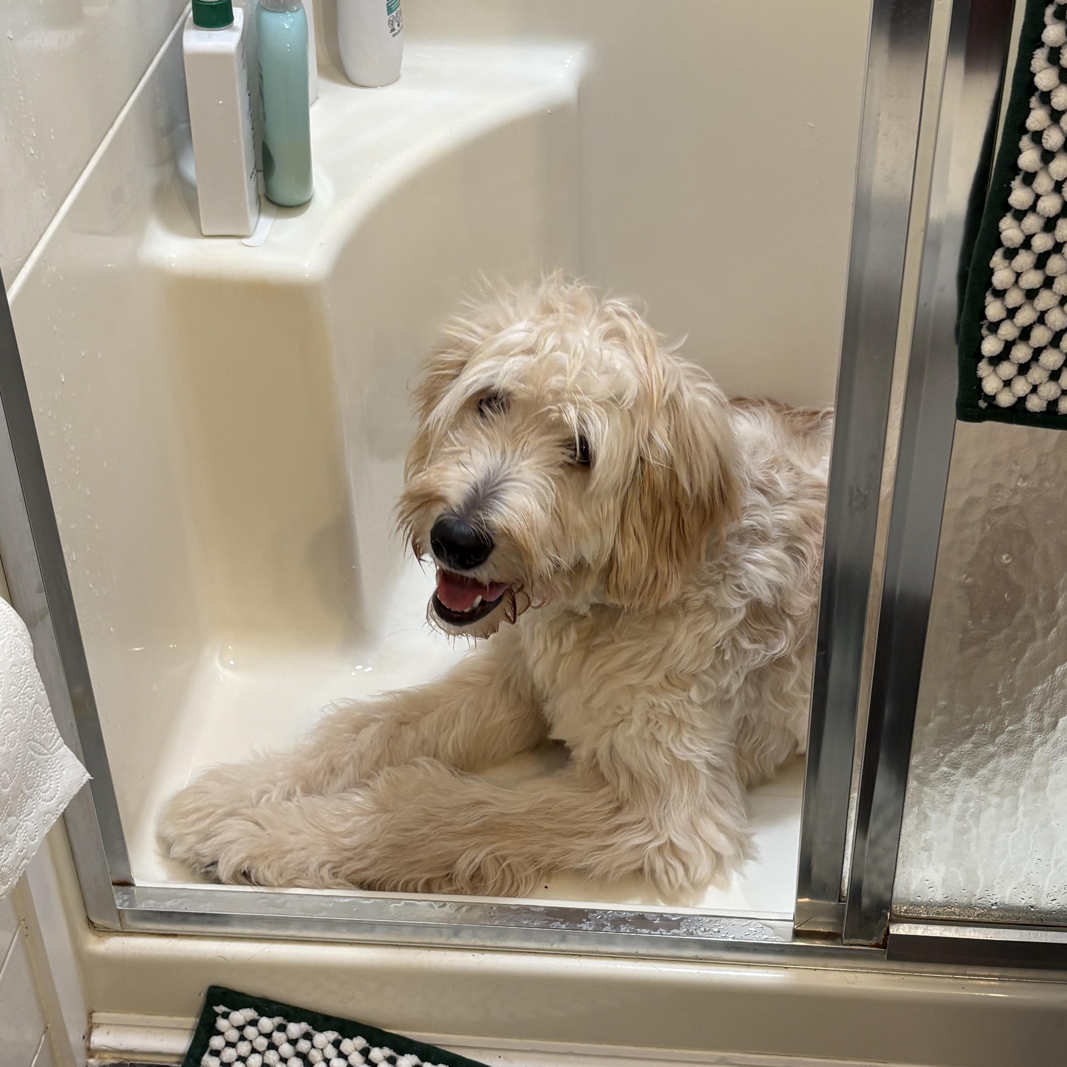 Benny, adopted, Puppy Male Goldendoodle.