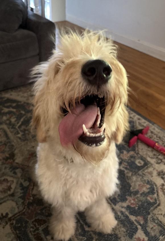 Enlarge Benny, an adopted Goldendoodle in Canal Winchester, OH image 2/5