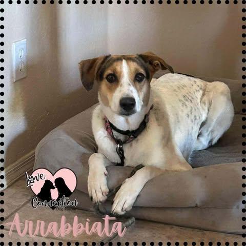 Arrabbiata, a Adoptable mixed breed in Gilbert, AZ image 1/2