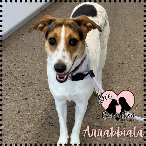 Arrabbiata, a Adoptable mixed breed in Gilbert, AZ image 2/2