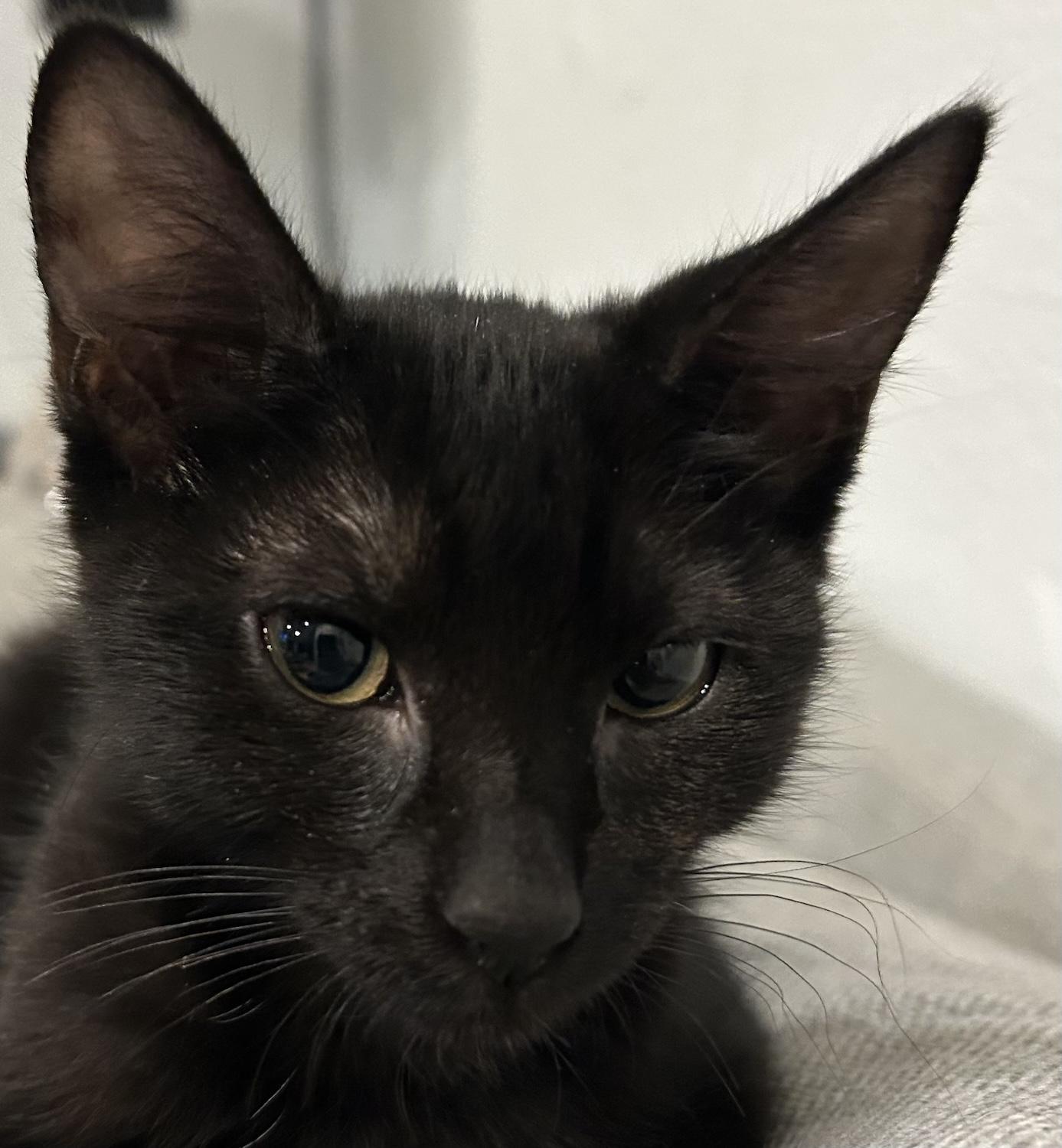 Valley, adopted, Kitten Female Domestic Short Hair.