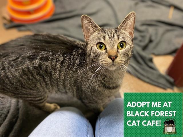 KYA, Adoptable, Adult Female Domestic Short Hair.